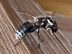 Dolichovespula maculata