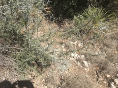 Condalia spathulata