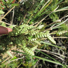 Weinmannia fagaroides