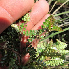 Weinmannia fagaroides