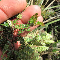 Weinmannia fagaroides