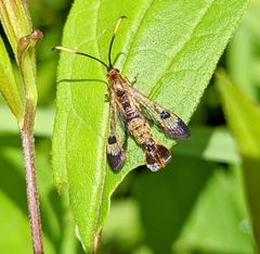 Synanthedon acerrubri