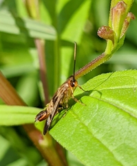 Synanthedon acerrubri