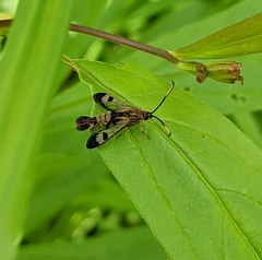 Synanthedon acerrubri