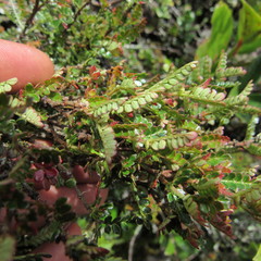 Weinmannia fagaroides