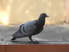 Columba livia domestica