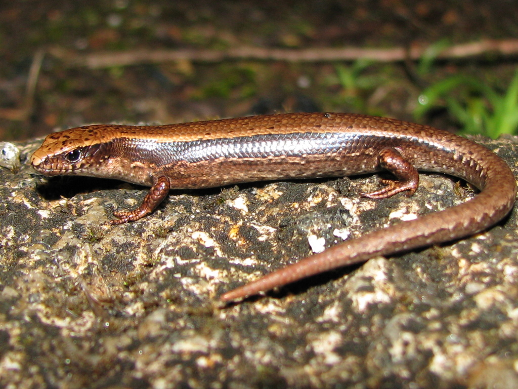 Grey-Bellied Sunskink