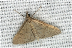 Metasia dicealis