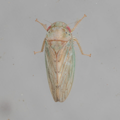 Polana quadrinotata