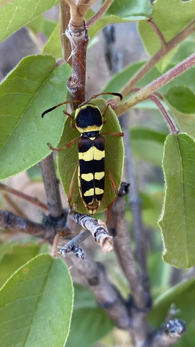 Neoclytus resplendens