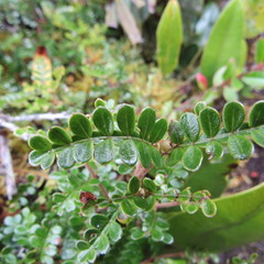 Weinmannia fagaroides