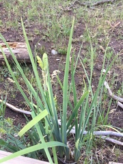 Iris missouriensis