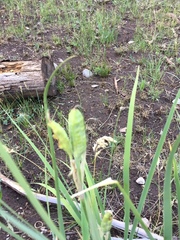 Iris missouriensis