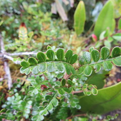 Weinmannia fagaroides