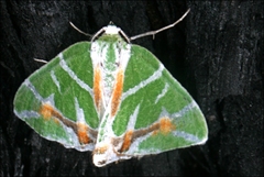 Chlorodes boisduvalaria
