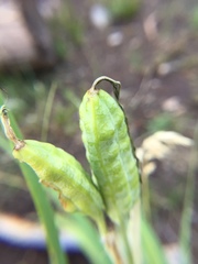 Iris missouriensis