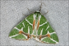 Chlorodes boisduvalaria