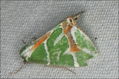 Chlorodes boisduvalaria