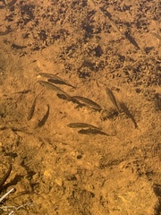 Rhinichthys osculus 5