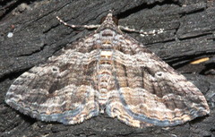 Chrysolarentia severata