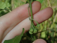 Solanum chenopodioides