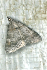 Dichromodes obtusata