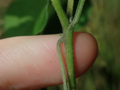 Solanum chenopodioides