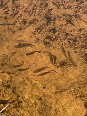 Rhinichthys osculus 5