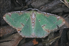 Eucyclodes buprestaria