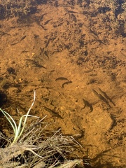 Rhinichthys osculus 5