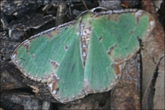 Eucyclodes buprestaria