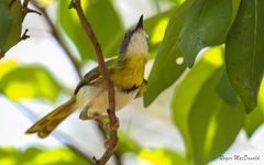 Apalis flavida