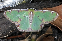 Eucyclodes buprestaria