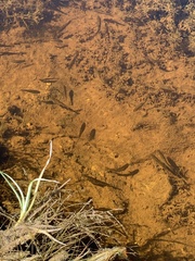 Rhinichthys osculus 5