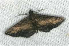 Eucymatoge scotodes