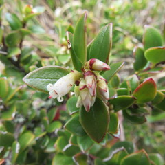 Disterigma alaternoides