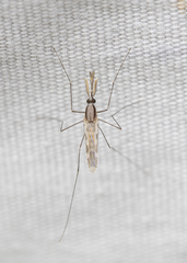 Anopheles franciscanus