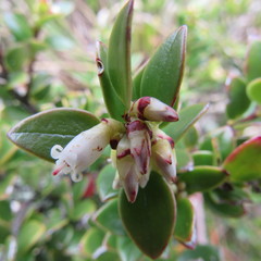 Disterigma alaternoides