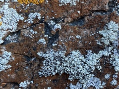 Lecanora argopholis