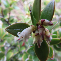 Disterigma alaternoides