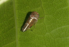 Idioscopus nitidulus