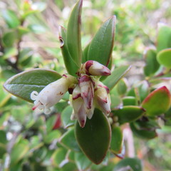 Disterigma alaternoides