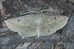 Phallaria ophiusaria