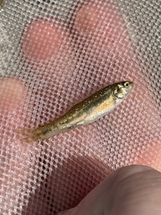 Rhinichthys osculus 5