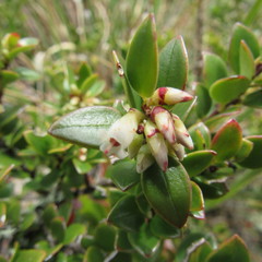 Disterigma alaternoides