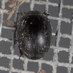 Nosodendron unicolor