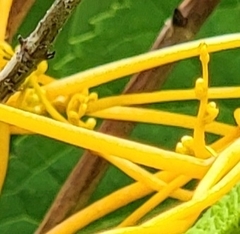 Cuscuta rostrata