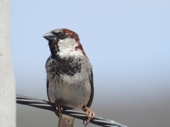 Passer domesticus