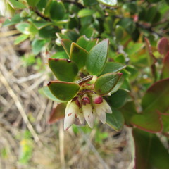 Disterigma alaternoides