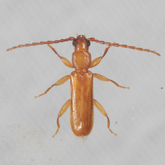 Smodicum cucujiforme